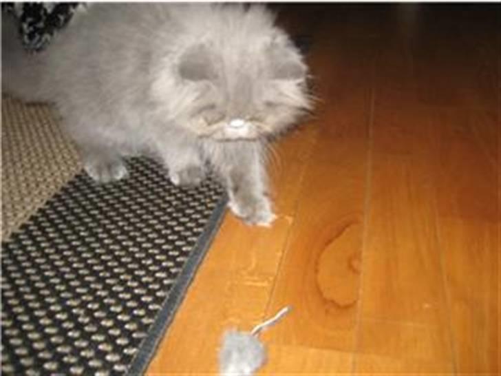 Perser Gustav - killing billede 2