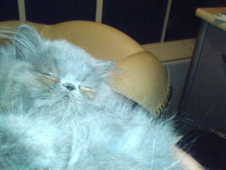 Perser Gustav - åhh livet er hårdt når man kun spiser og sover billede 3