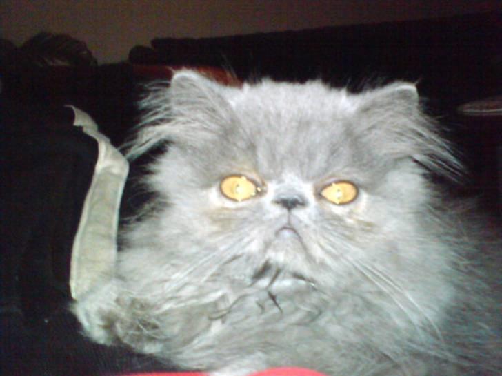 Perser Gustav - 4 måneder billede 4