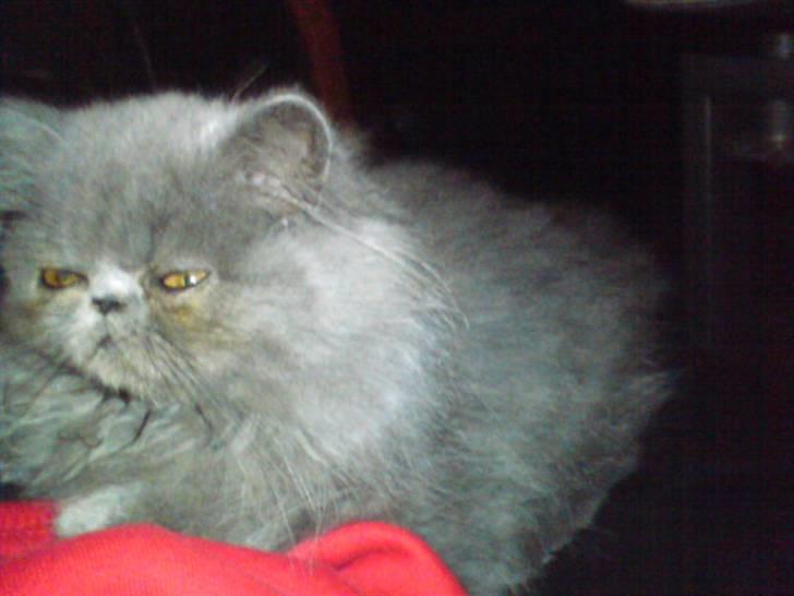 Perser Gustav - 4 måneder billede 5