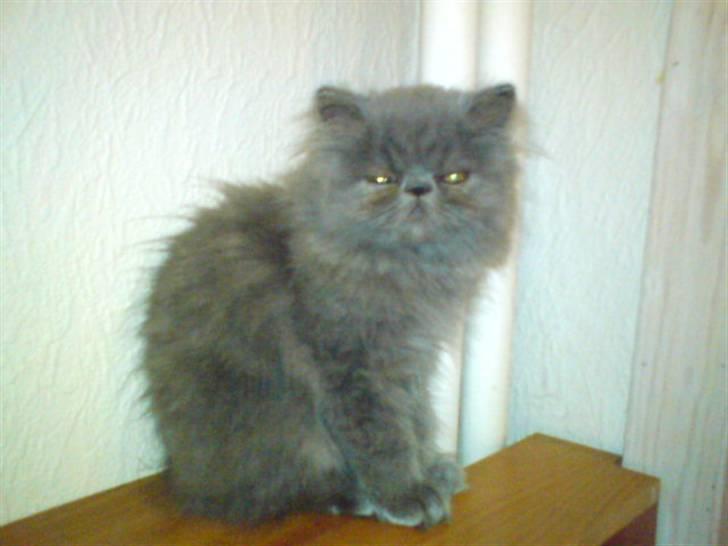 Perser Gustav - killing billede 6