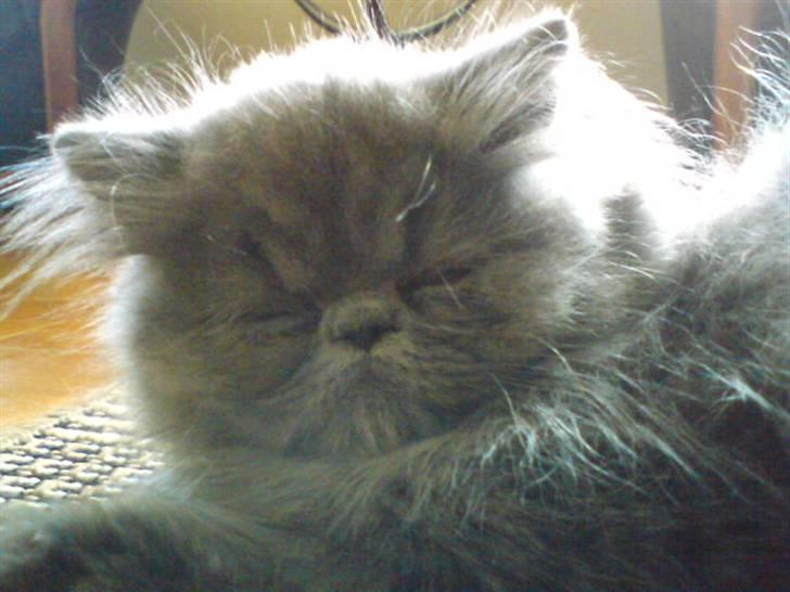 Perser Gustav - 3 måneder  billede 7