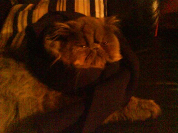 Perser Gustav - du må ikke fryse billede 8