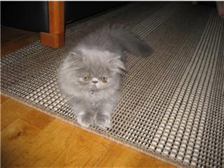 Perser Gustav - killing billede 10