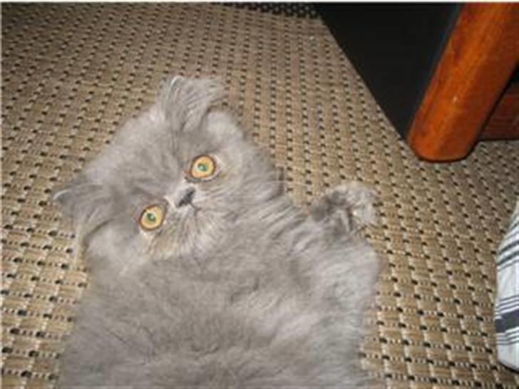 Perser Gustav - killing billede 11