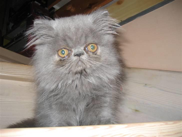 Perser Gustav - killing da han lige var kommet hjem til mig billede 12