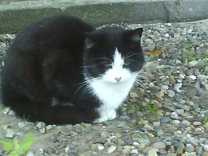 Huskat  Strandgaardens Panter - Det her er så den Panter jeg synte der er fair hvis han er på kattegalleri... * MANGE GODE BILLER KOMMER SNART* billede 1