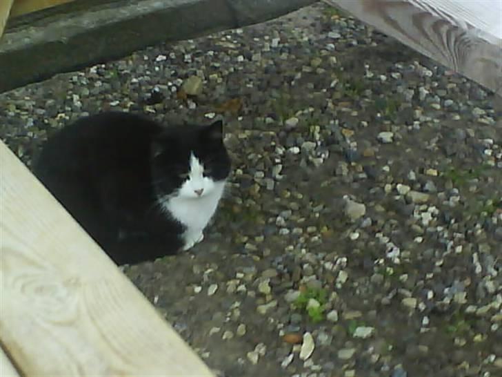 Huskat  Strandgaardens Panter - Panter er lidt usikker om det er ok... billede 2