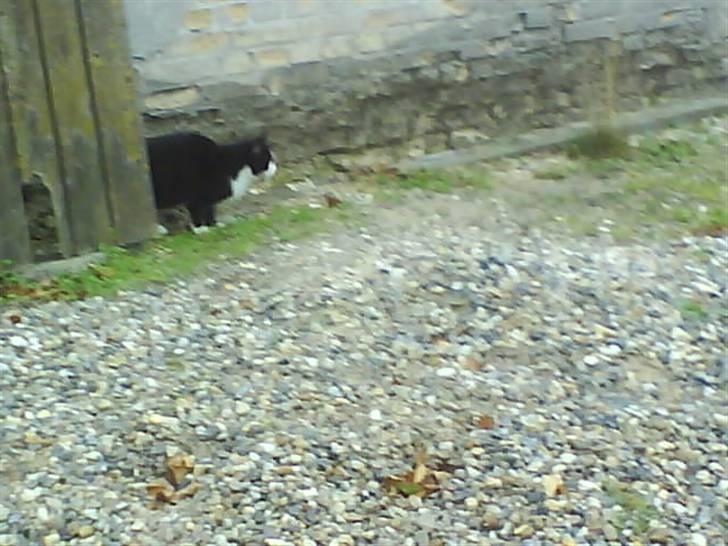 Huskat  Strandgaardens Panter - Han tænker det er smart at løbe væk:D billede 3