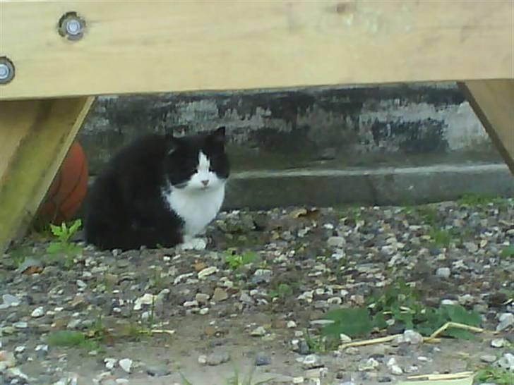 Huskat  Strandgaardens Panter billede 4