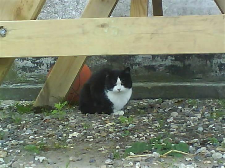 Huskat  Strandgaardens Panter billede 5