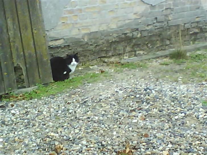 Huskat  Strandgaardens Panter billede 6