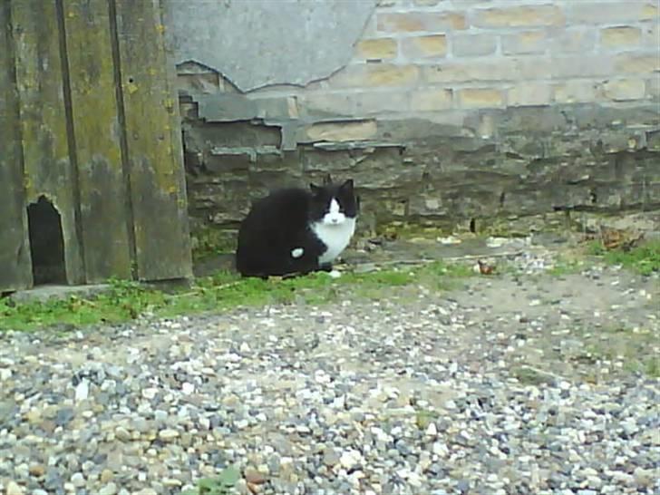 Huskat  Strandgaardens Panter billede 7