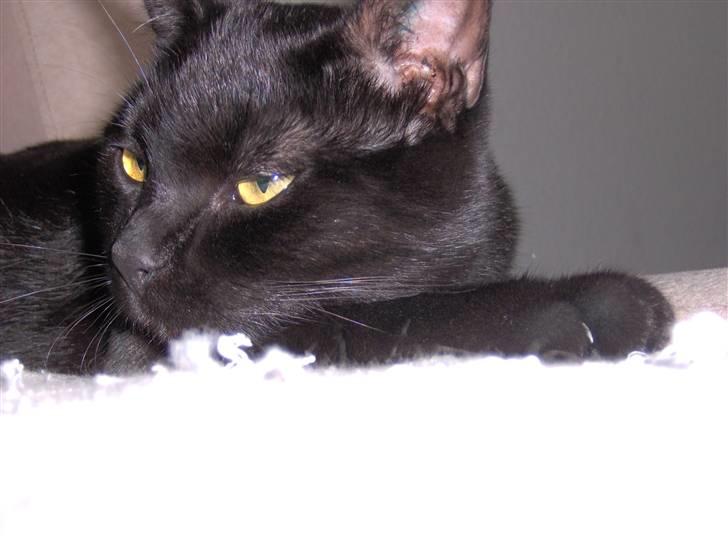 Blanding af racer Tulle - Ja træt efter dagens løb vil lige tage mig en lur nu zzzzzzz billede 9