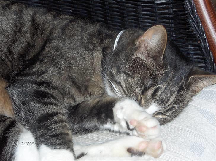 Huskat Tilde - årh.. Jeg er genert..uhh billede 1