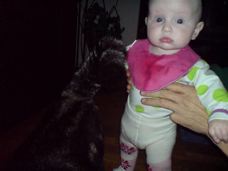 Huskat sortemis - ahh mann hun er lige så stor som mig, lad mig komme væk billede 20