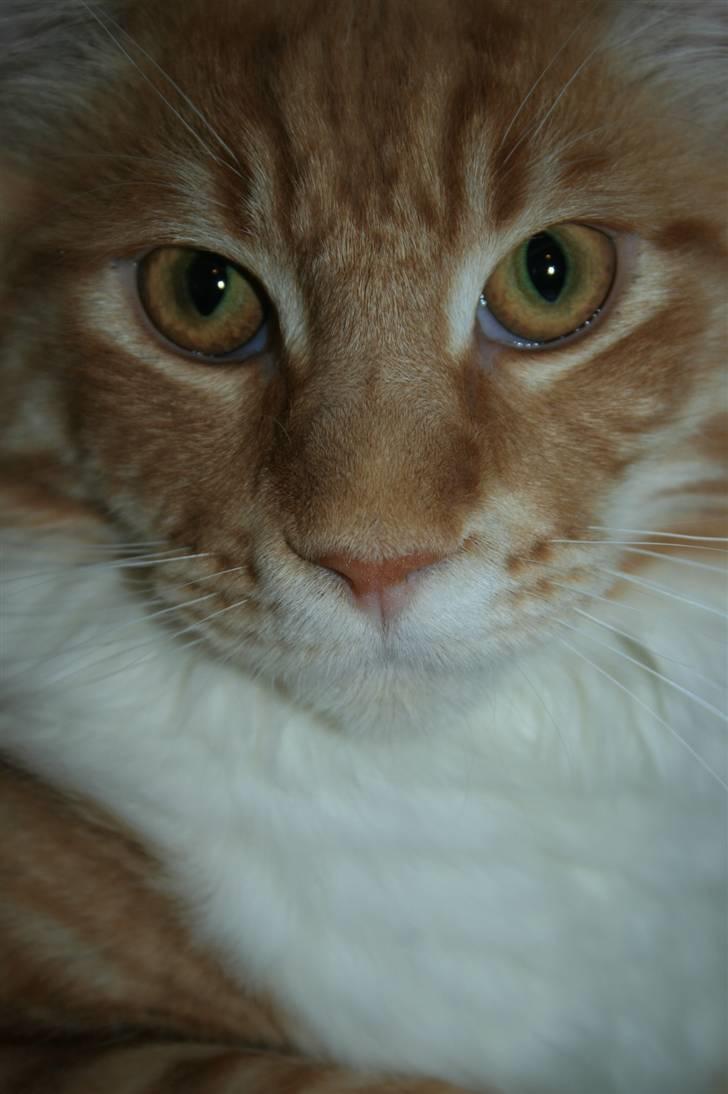 Maine Coon DK BrightCoon's Goliath - Velkommen til min profil.. Jeg er Zeus.. :D billede 1