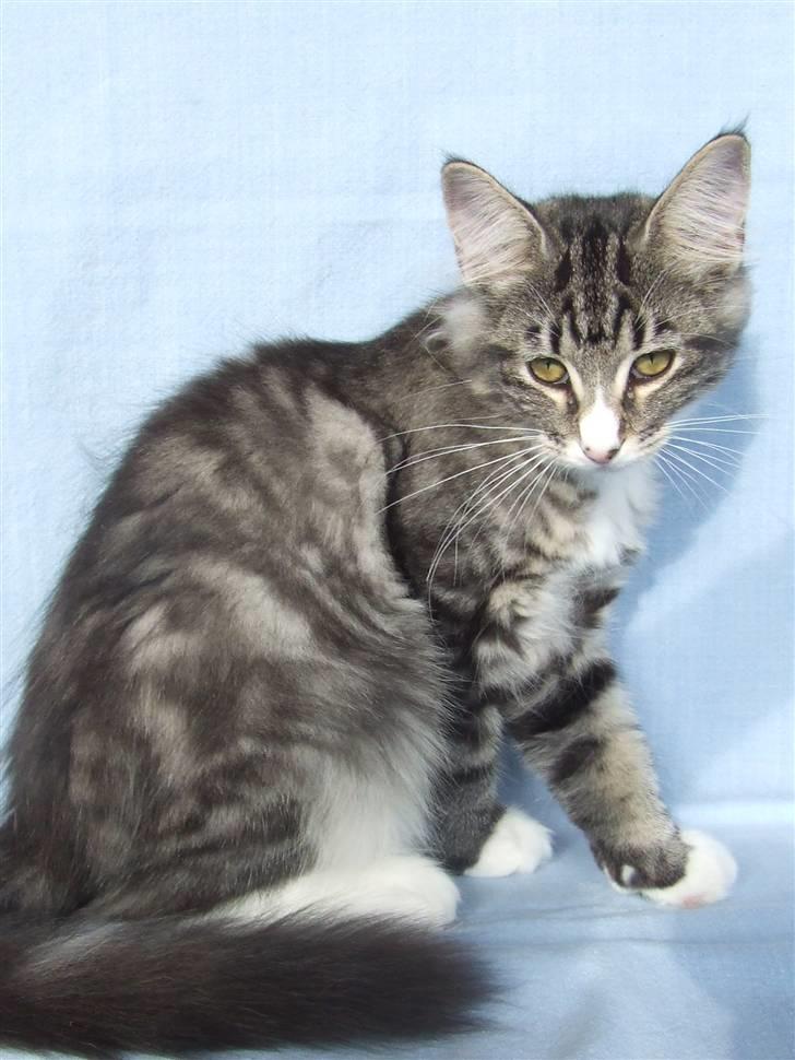 Norsk Skovkat Grethe Sønck *LEDIG* - 16 uger billede 16