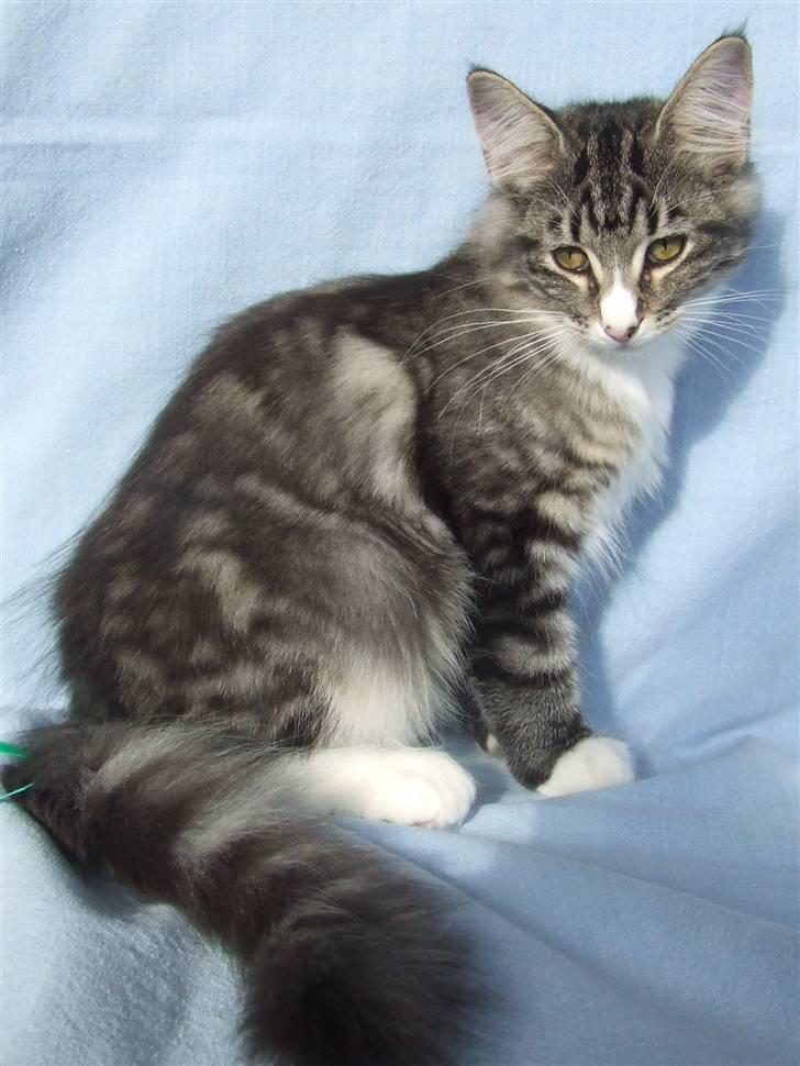 Norsk Skovkat Grethe Sønck *LEDIG* - 16 uger billede 17