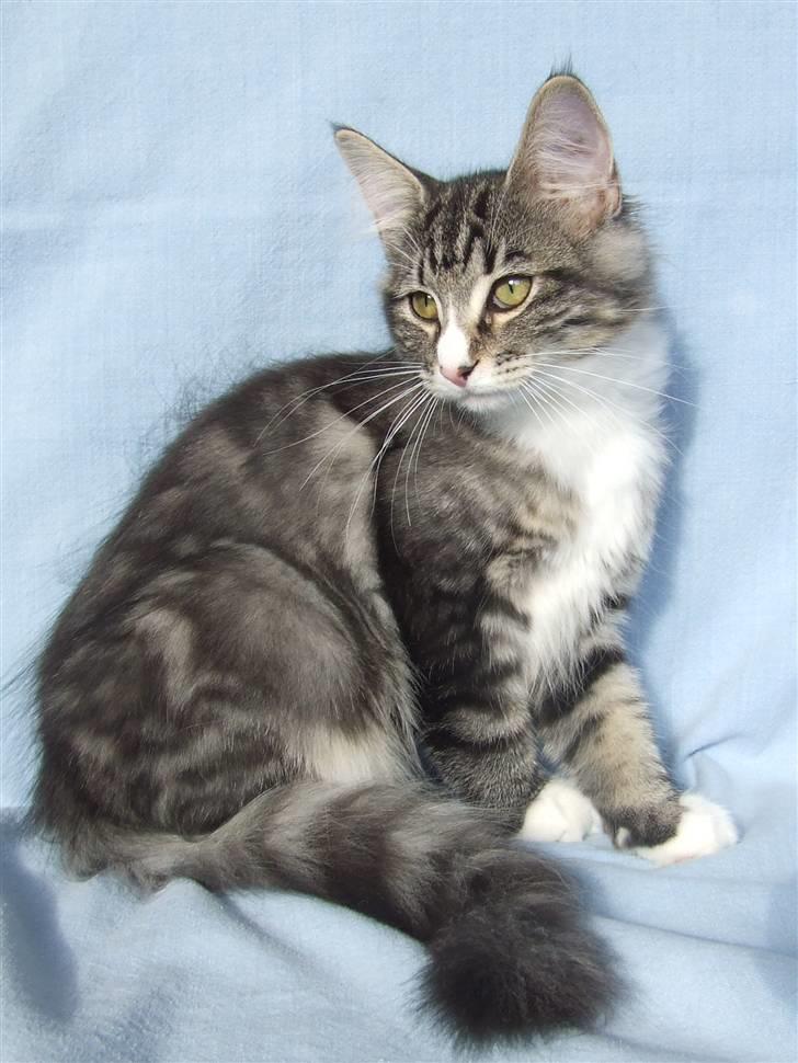 Norsk Skovkat Grethe Sønck *LEDIG* - 16 uger billede 18