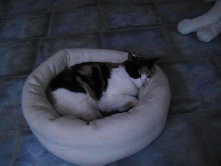 Huskat frida billede 2