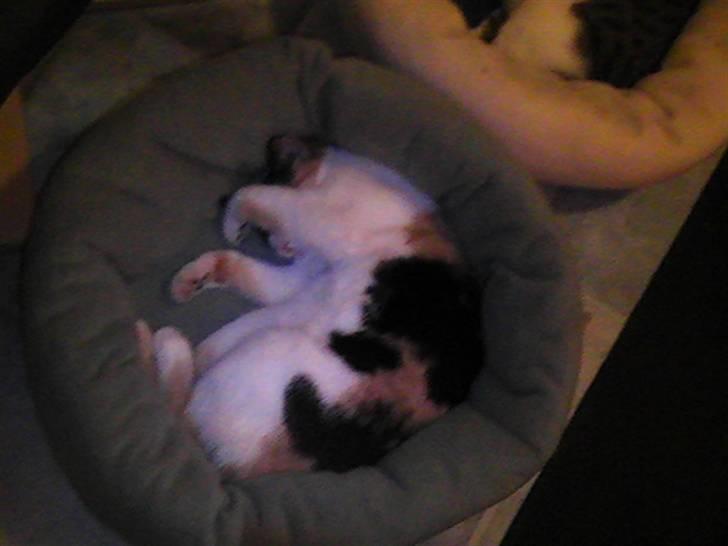 Huskat frida billede 3