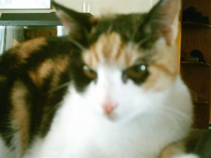 Huskat frida billede 4