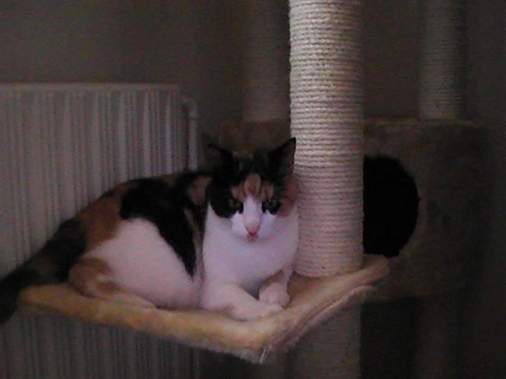 Huskat frida billede 5