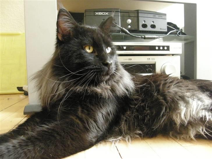 Maine Coon Johnson - D. 16. september 08 billede 10