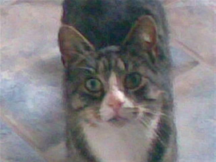 Huskat holger  billede 1