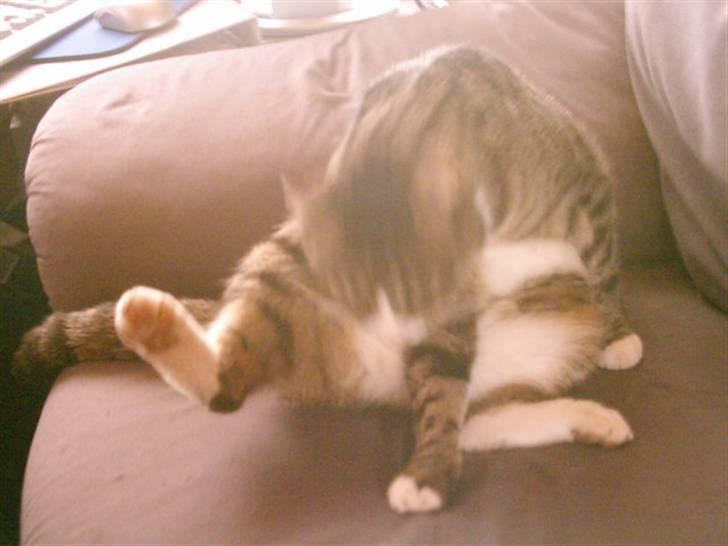 Huskat holger  billede 2