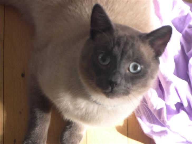 Blanding af racer robin - hej og velkommen til min profil billede 1