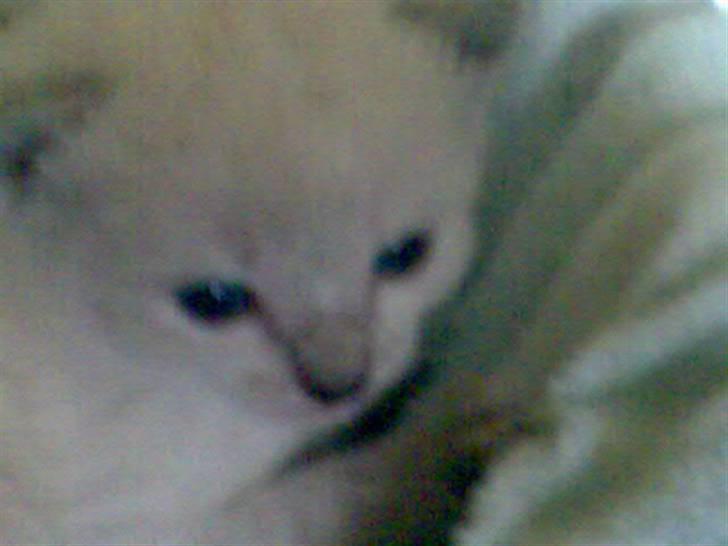 Blanding af racer robin - ja her er jeg så ikke ret gammel jeg bhar lige fået øjne billede 2