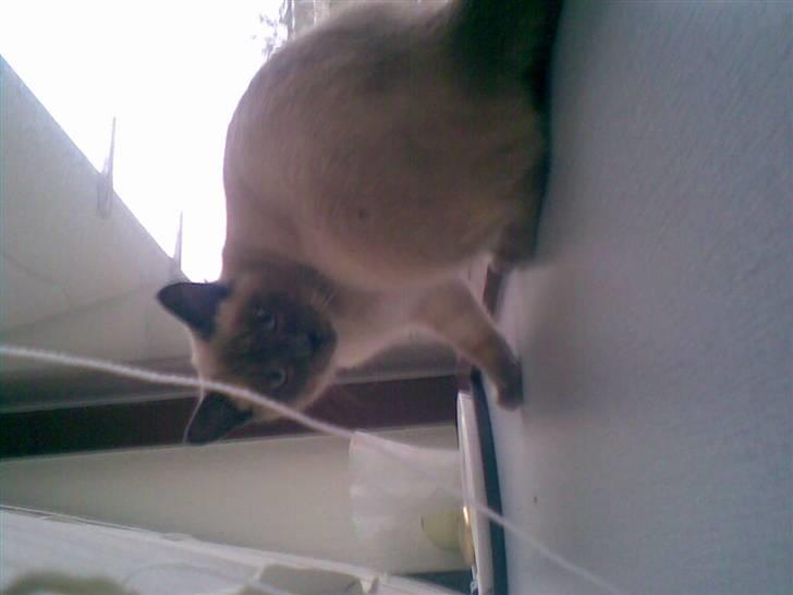 Blanding af racer robin - her er jeg kun 4,5 måned gammel jeg er lige kommet hjem til min mor. billede 3