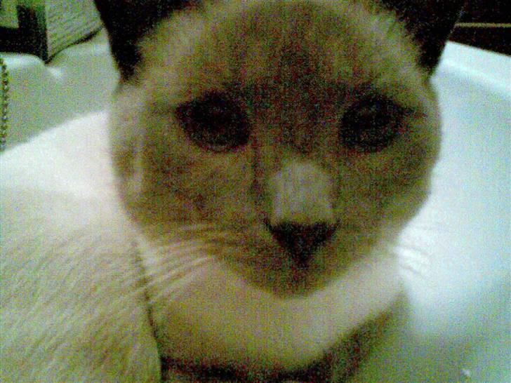 Blanding af racer robin - hvad er det billede 4