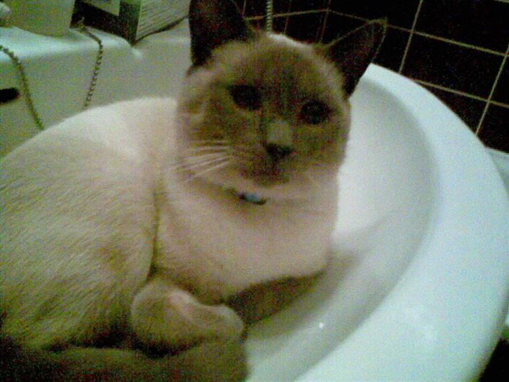 Blanding af racer robin - den her vask passer lige til mig billede 5