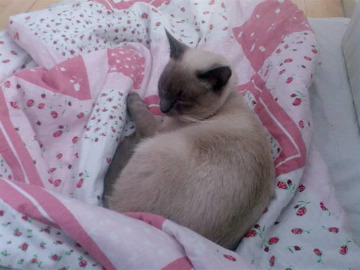 Blanding af racer robin - mors dyne er den bedste billede 6