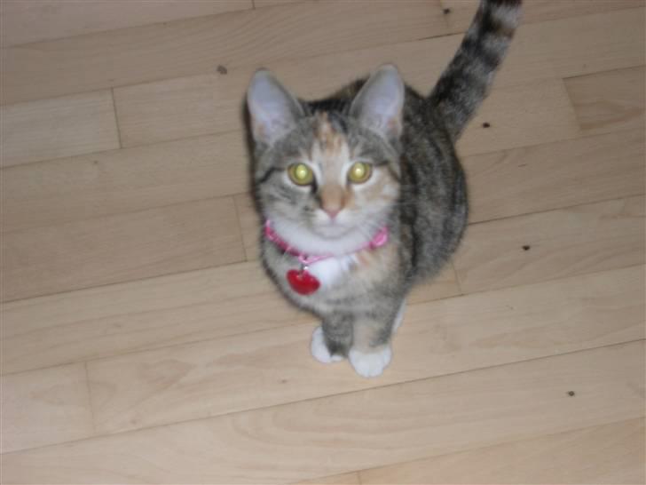 Huskat belle - velkommen til min profil billede 1