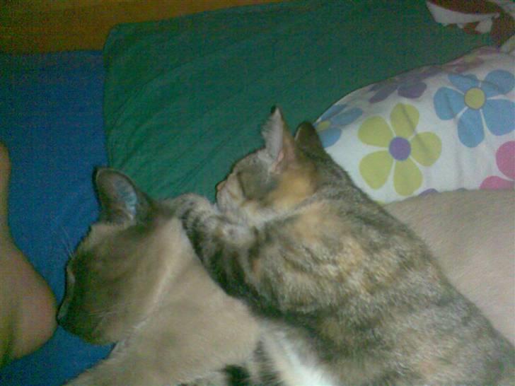 Huskat belle - er der noget bedere end at bruge sin nye bedsteste ven som madras... uhh hvor ligger jeg godt.. billede 2