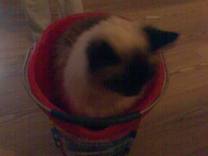 Ragdoll Furby - Der var lige en spand... den snupper jeg lige.. billede 3