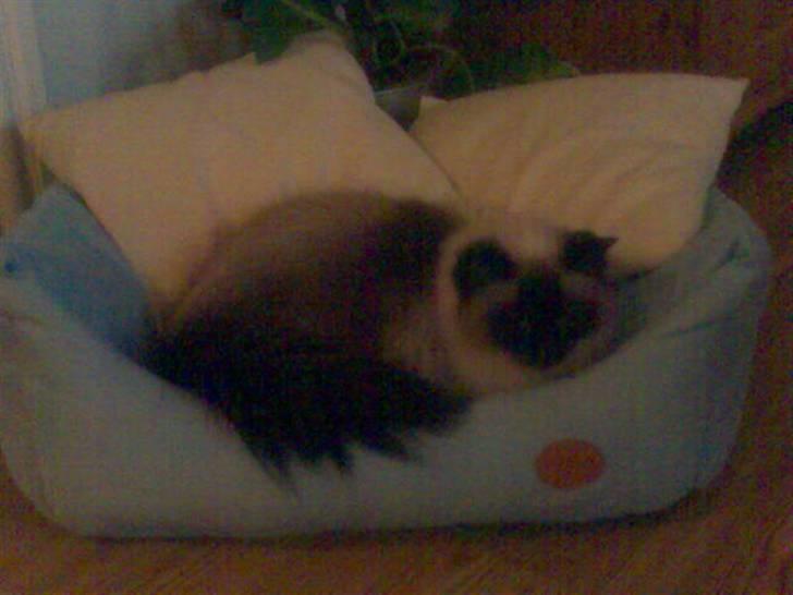 Ragdoll Furby - Her ligger man godt.... Og det er min. Helt alene... billede 4