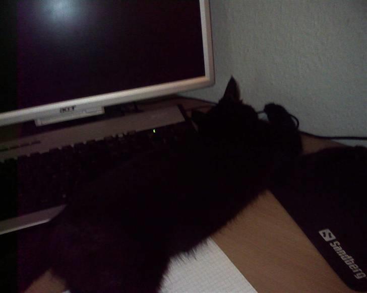 Huskat pjuske *R.I.P* - hun gik omkuld på computer bordet billede 6