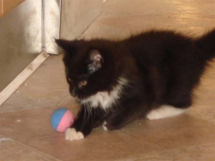 Maine Coon Twinner *RIP* - Elsker at lege billede 1