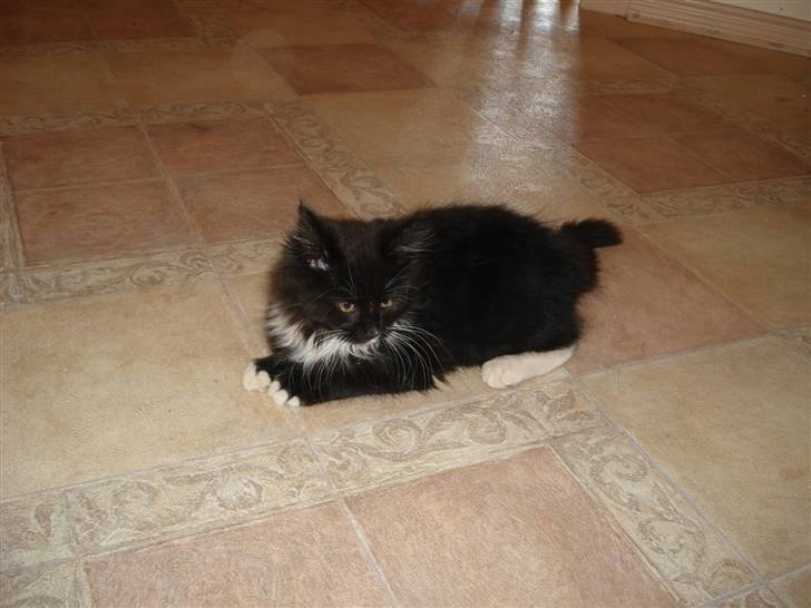 Maine Coon Twinner *RIP* - Lidt træt nu billede 2