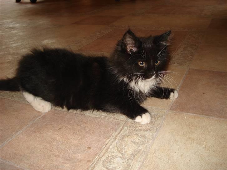 Maine Coon Twinner *RIP* - Opmærksom billede 3