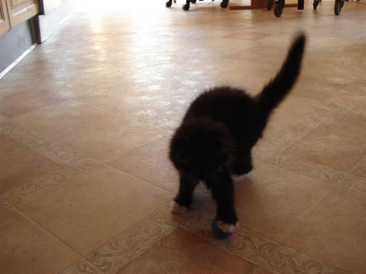 Maine Coon Twinner *RIP* - Altid frisk på at lege billede 4