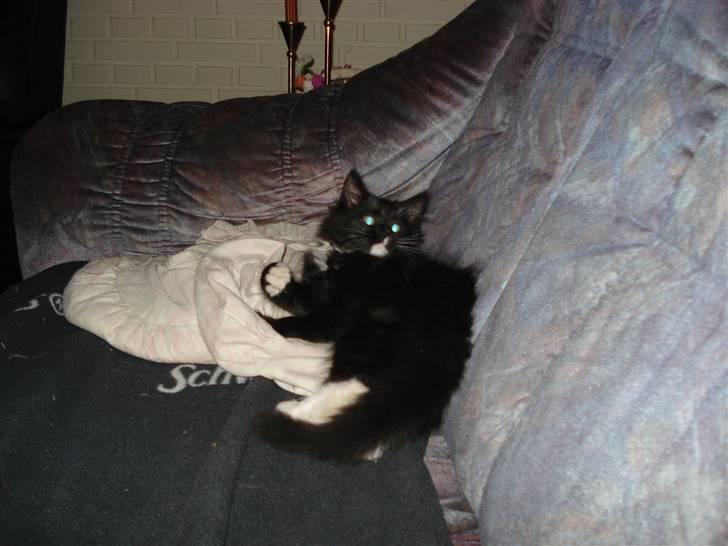 Maine Coon Twinner *RIP* - Elsker det billede 5