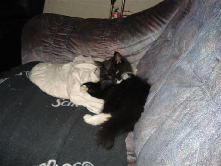 Maine Coon Twinner *RIP* - Sofanen er bare det bedste billede 6