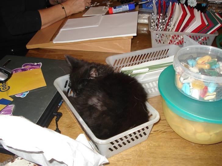 Maine Coon Twinner *RIP* - Pakker mig lige lidt mere ind billede 7