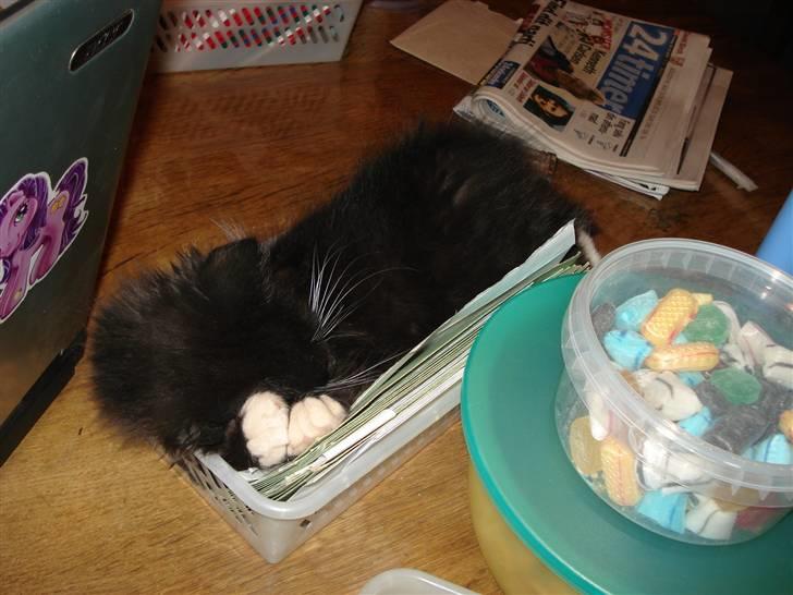 Maine Coon Twinner *RIP* - Kan godt li at sove sådan her billede 8